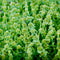 Horehound